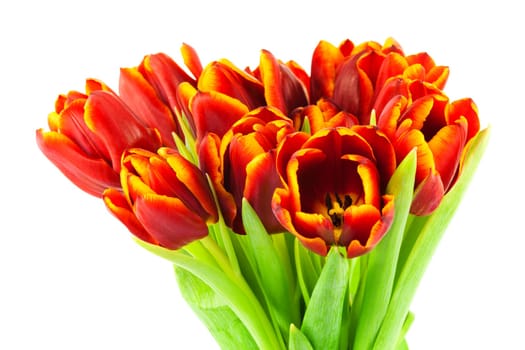 Tulip,close-up of flower against white background