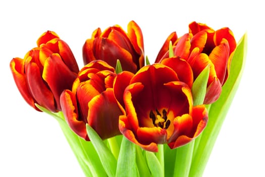 Tulip,close-up of flower against white background