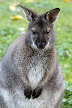 Bennett Kangaroo