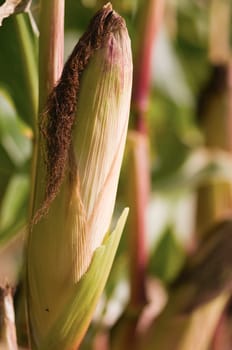 single closed corn cob on mother plant
