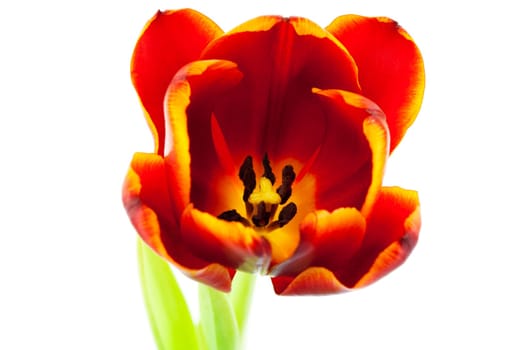 Tulip,close-up of flower against white background
