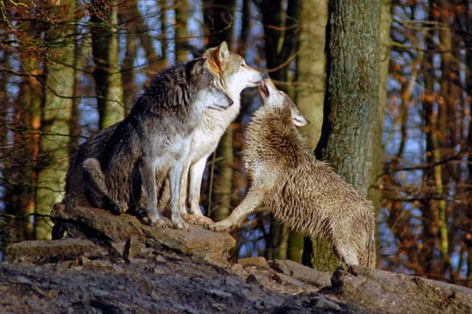 Wolf