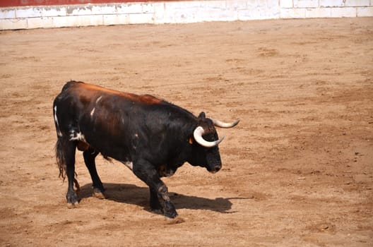 Spanish bull on a bullring