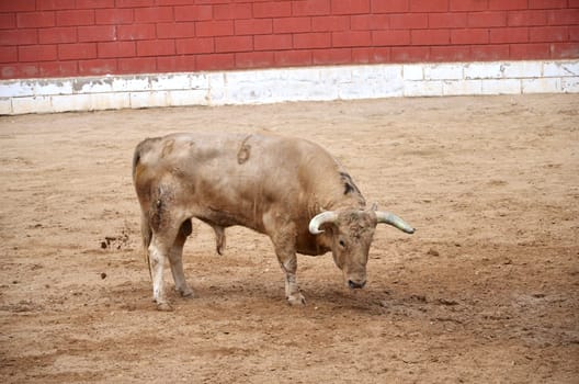 Spanish bull on a bullring