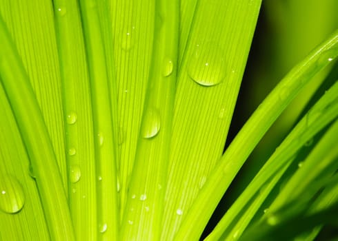Water drops on fresh green leaves in spring