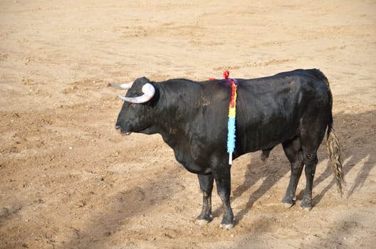 Spanish bull on a bullring