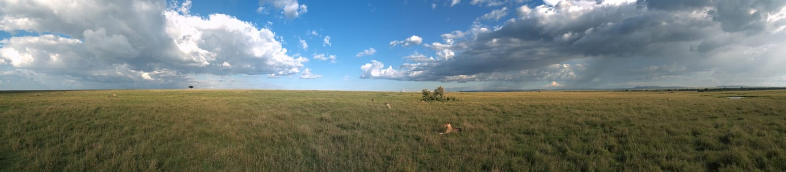 Masai Mara - Ten Lions
