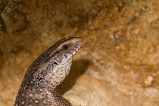 Savannah monitor lizards ( Varanus exanthematicus ) close-up