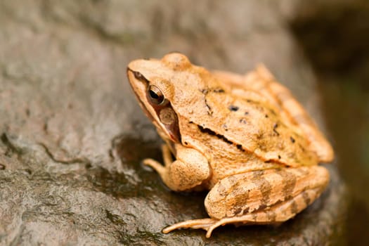 Close-up from a yellow frog