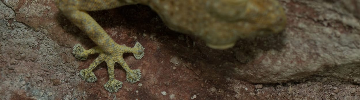 foot of a fan fingered gecko hanging on wall (ptyodactylus hasselquistii)