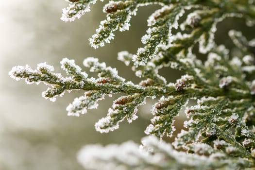white hoarfrost crystal on green thuja twig