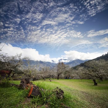 Spring background with plum flowers on black