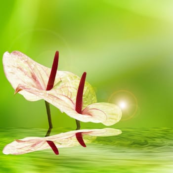 flamingo lily with nice background for adv or others purpose use
