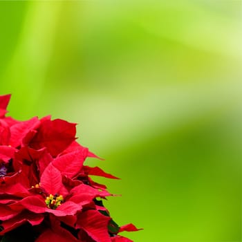 Christmas Star (plant) for adv or others purpose use