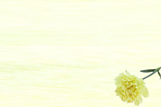 Yeloow Carnation Dianthus caryophyllus flowers with nice background color