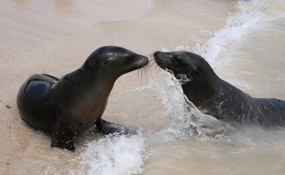 Sea lions cuddle on Galapagos