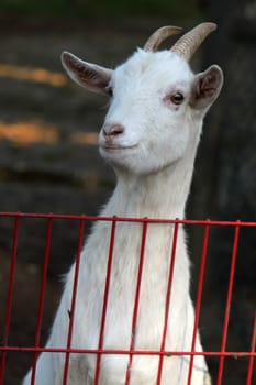 White domestic goat