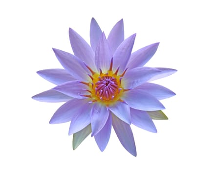 Waterlily isolated on white (clipping path included)