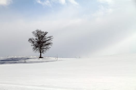 Winter snow field