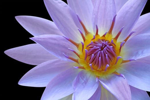 Waterlily isolated on white (clipping path included)