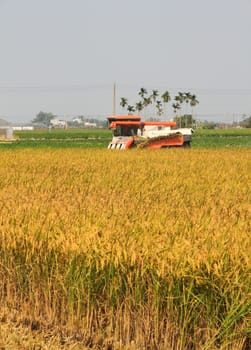 Rice harvester