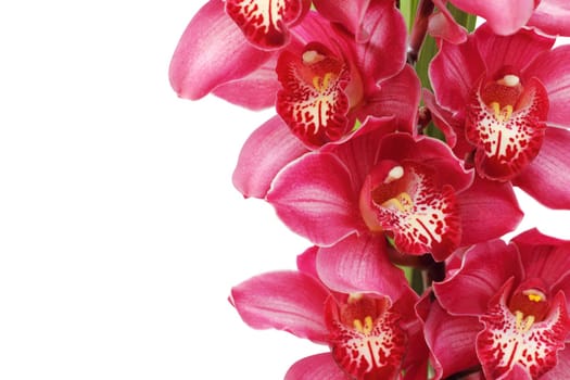 orchid isolated on white background