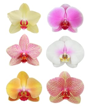 orchid isolated on white background