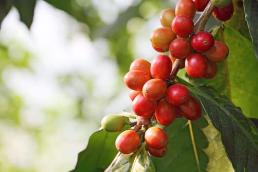 coffee tree