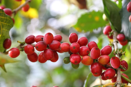 coffee tree