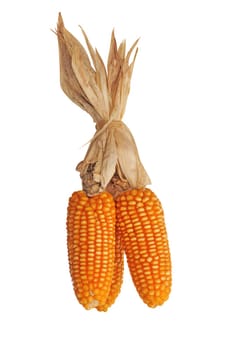 Dry corn on white background