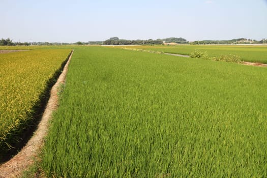 Rice field in Asia