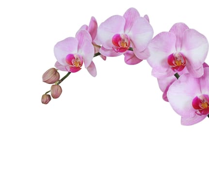 orchid isolated on white background