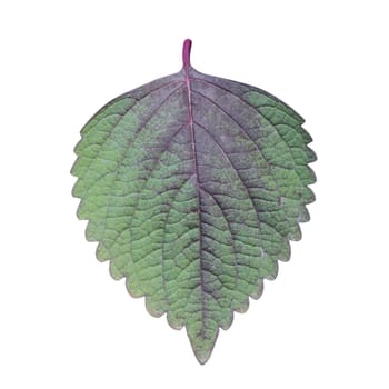 Perilla (Shiso) Leaf isolated on white - path included.  Shiso the now common name for the Asian culinary herb