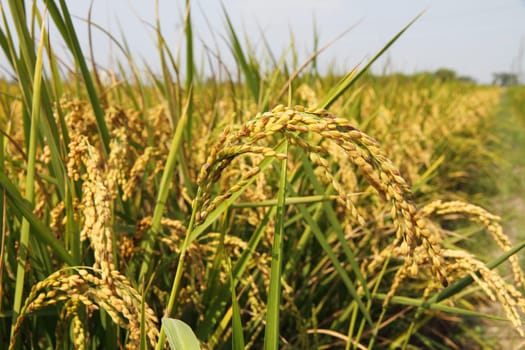 Rice close up