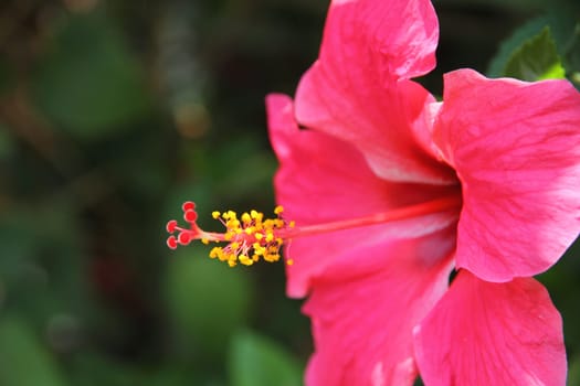 Close up of pink Hibiscus flower (China rose, Chinese hibiscus, Hibiscus rosa-sinensis , Hawaiian hibiscus , shoe flower )