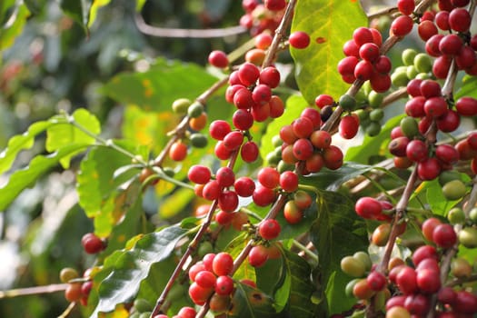 coffee tree
