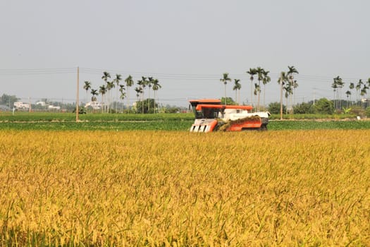 Rice harvester