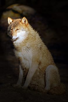Wolf