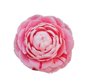 Camellia isolated on white - clipping path included