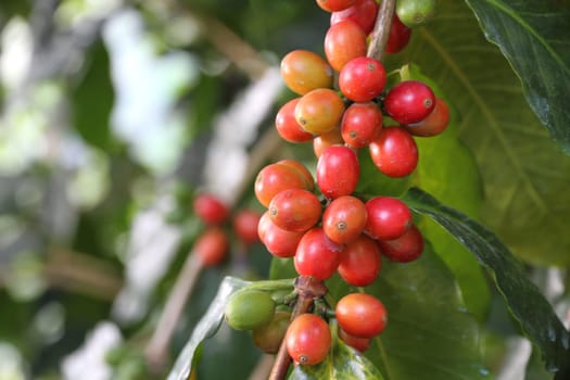 coffee tree