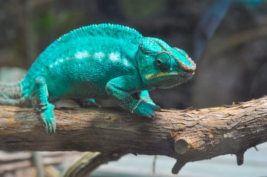 Chameleon lizard of the family of Chamaeleonidae