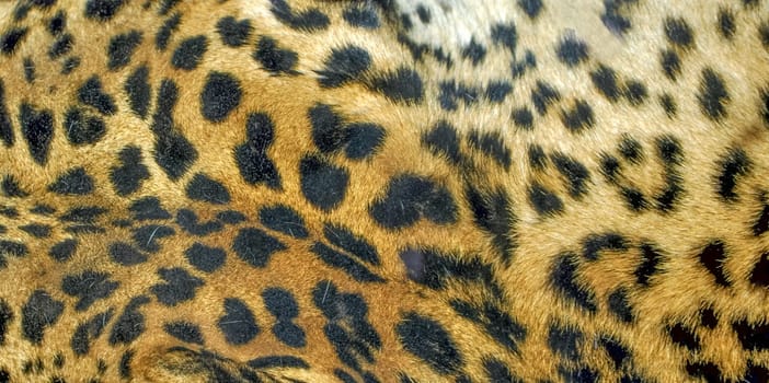 Leopard or Panthera Pardus of the Felidae family - useful as a background