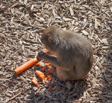 Japanese Macaque (Macaca fuscata), aka Snow Monkey