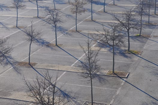 Many trees in a car parking lot