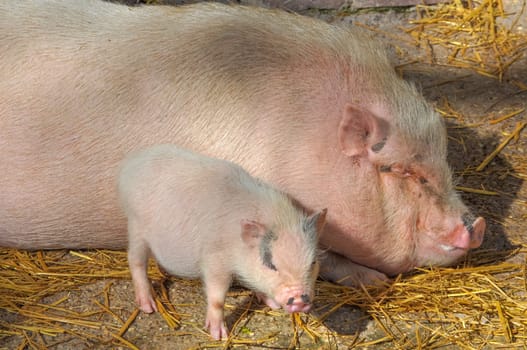 Pig (Kingdom Animalia, Phylum Chordata, Class Mammalia Theria Eutheria, Order Artiodactyla, Family Suidae Suinae)
