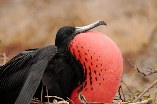 Frigate bird courting...