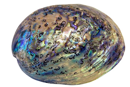 Paua Abalone Shell Closeup Isolated on White Background