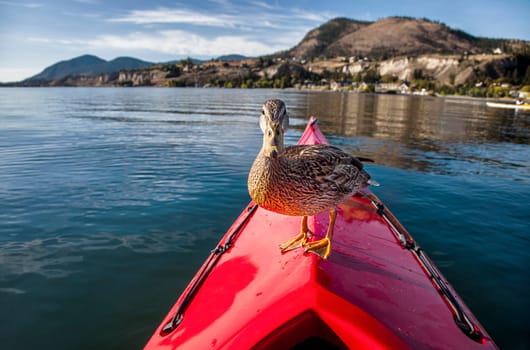 Outdoor photo of a duck standing on the bow of a red kayak on a lake