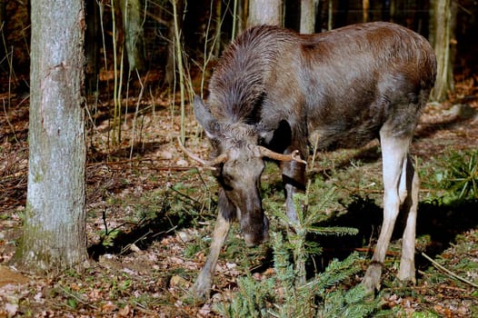 Elk