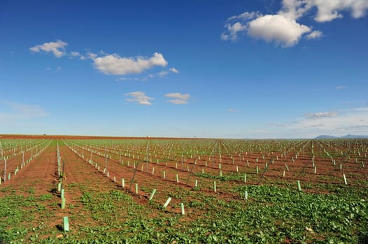 Landscape northern spain viticulture
